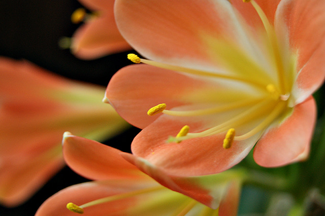 passion4plants:clivia Loveliest color💛