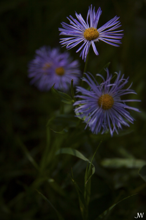 “You were and still are that one flower that stood out from the rest”