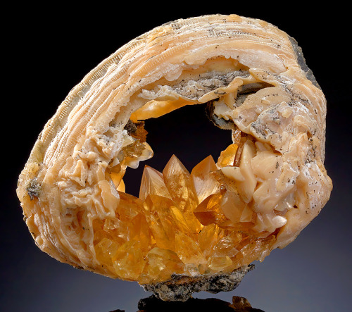 Golden Calcite inside a Fossilized Clam Shell (Mercenaria Permagna) - From Rucks Pit, Fort Drum, Oke