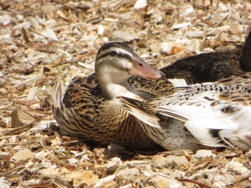 Gorgeous little Iris, the smallest of my ducks, a dark phase Miniature Silver Appleyard! She’s also 