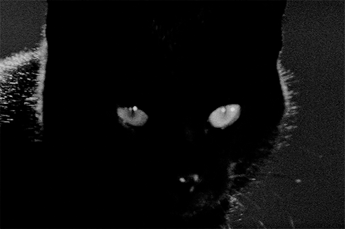 isabelladjanis: 藪の中の黒猫,  Yabu adult photos