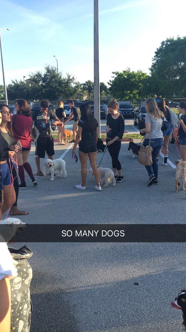 babyanimalgifs:  my type of senior prankmore baby animals here