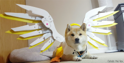 parakavka:  Vox the cosplaying shiba inu 