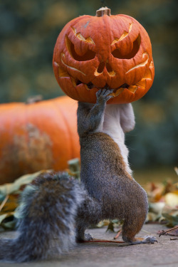atraversso:  Flogging a Dead Pumpkin  by Max Ellis   Please don’t delete the link to the photographers/artists, thanks!  