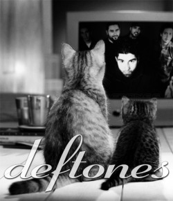 deftonesfansworldwideunited:  deftones cats 