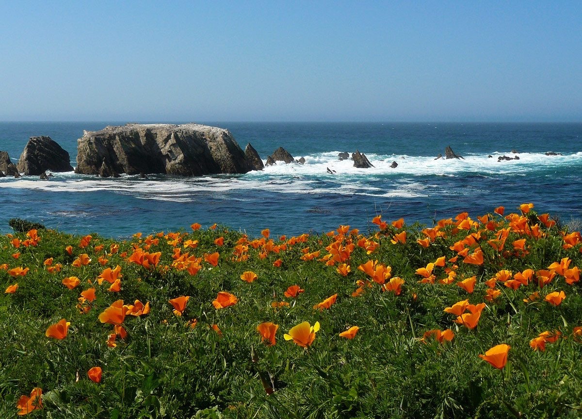 motiya: the earth didn’t have to give us meadows of poppies, but she did!!  