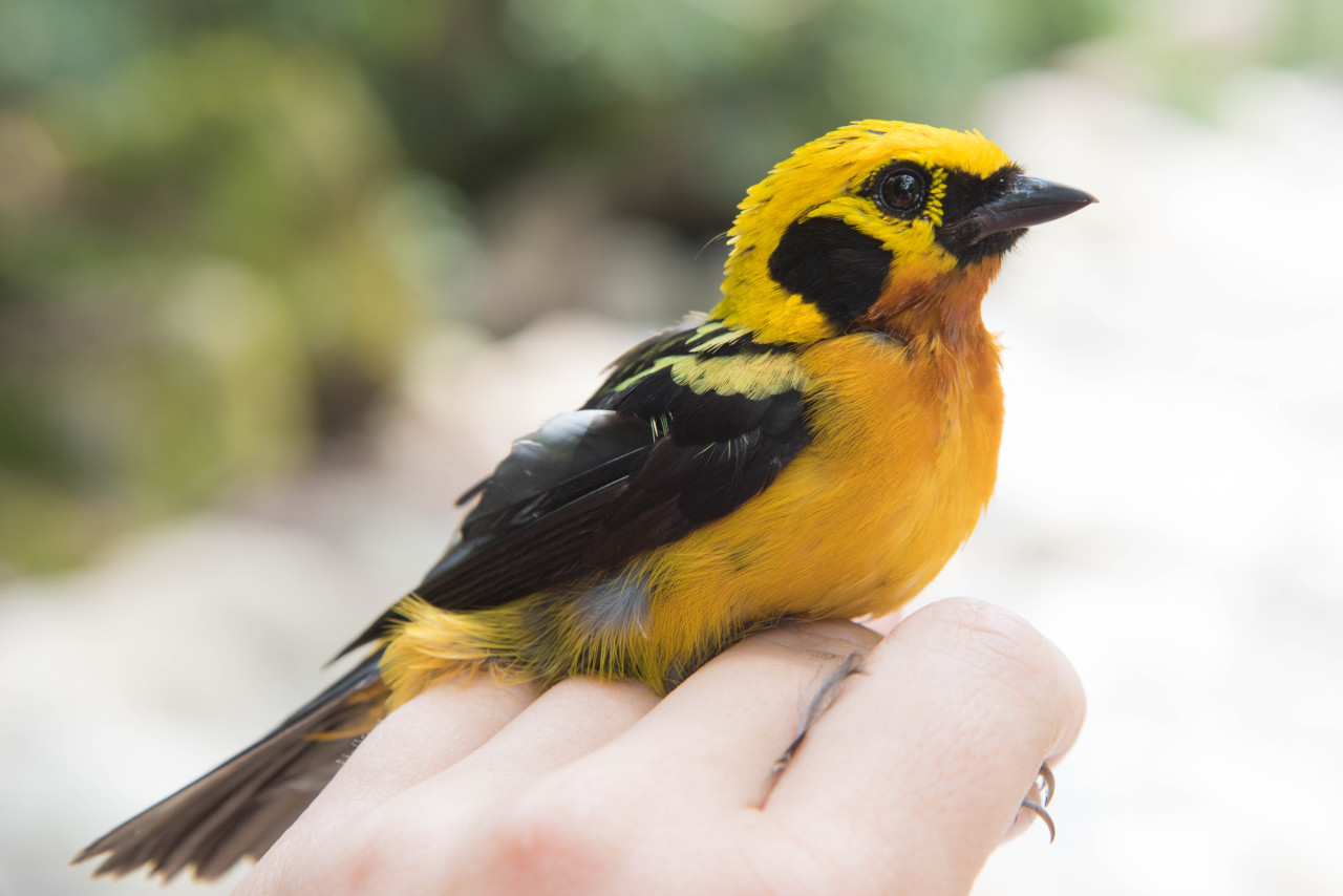 Golden Tanager (Tangara arthus)
In a world where everything is green, a golden bird really sticks out! The golden tanager is only found in South America, where it lives at mid-elevation across almost the entire length of the Andes– from Colombia all...