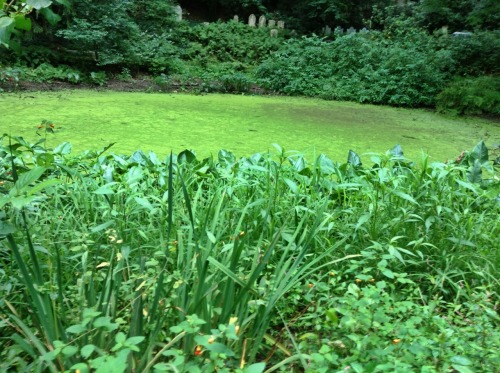 fruitmold:  i went to the cemetery and there was a pond covered in scum