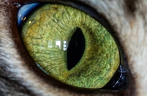 i-will-later-regret-this:nothingforblogging:I really like taking pictures of eyes, so with something