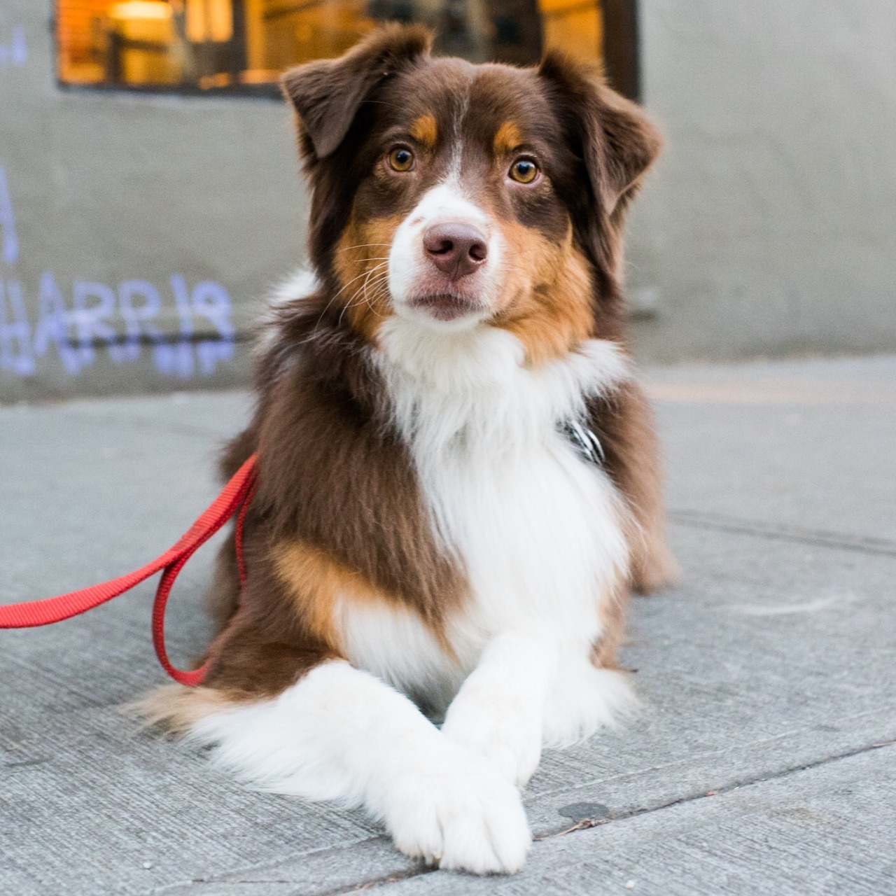 thedogist:  Woody, Australian Shepherd (3 y/o), Houston &amp; Thompson St., New