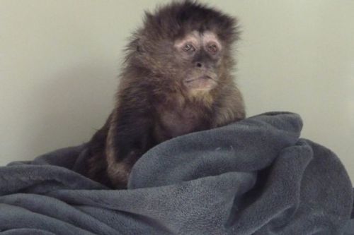 eternallyvegan: Tortured lab monkey found with surgery scars, traces of broken bones and cigarette b