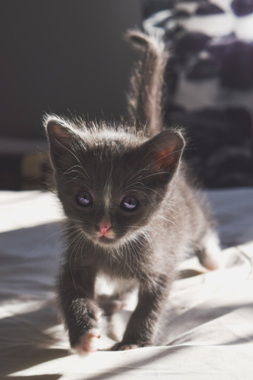 connorthefox: little kitty