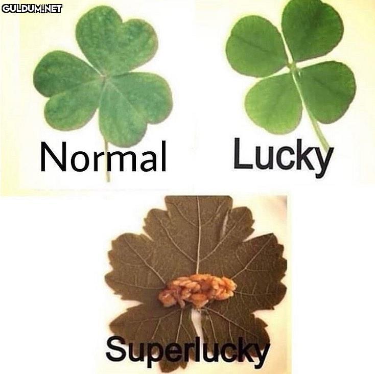 Normal Lucky Superlucky