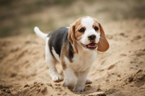animalrates:  animal rates?
