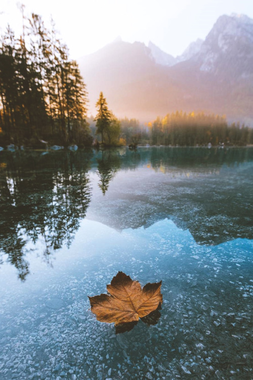 lsleofskye:a lone leaf floating on a perfectly still lake in Germany. | ravivora