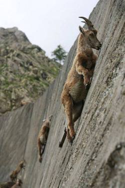 parastatic:  spectacularuniverse:  Mountain goats demonstrating their extraordinary aptitude for climbing as they lick salt from this wall of limestone. Image via Milky way scientists Mountain goats defy the laws of the universe.  