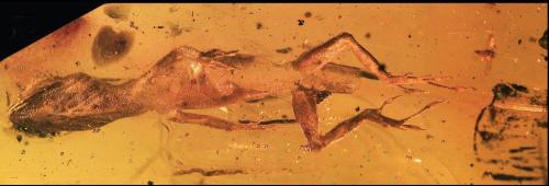 Amber fossils demonstrate ecological continuityLizards in amber are very uncommon, since they are us