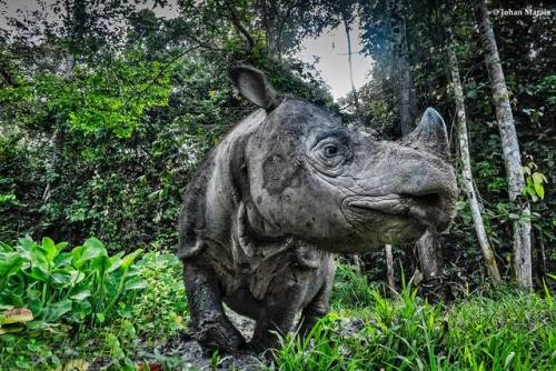 A gorgeous male Sumatran rhino bull in the forests of Borneo…there are less than 60 of the rh