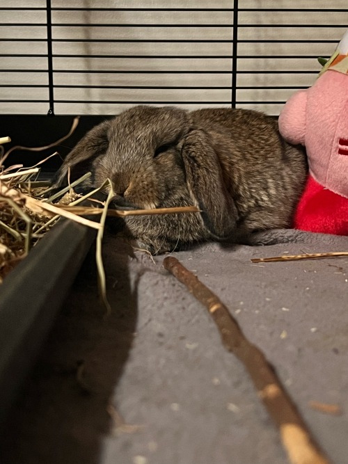To The Tumblr Bunnies On Here How Are You Doing? Have You Eat Enough Today? Did You Touch Grass? Maybe