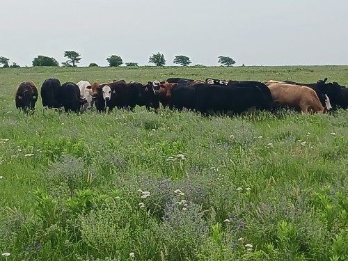 Cows Were Watching Me Do My Job :)