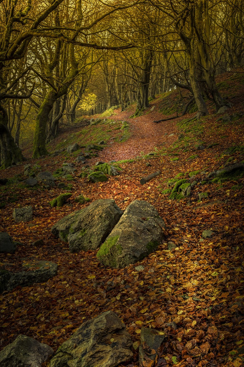 wowtastic-nature:  💙 Tree of Life by Alan Coles on 500px○  Canon EOS 70D-f/14-1/2s-29mm-iso400, 700✱1050px-rating:97.9☀  "In a wood full of dead stuff there was a small tree at the end of the path… it was new, bright and full of