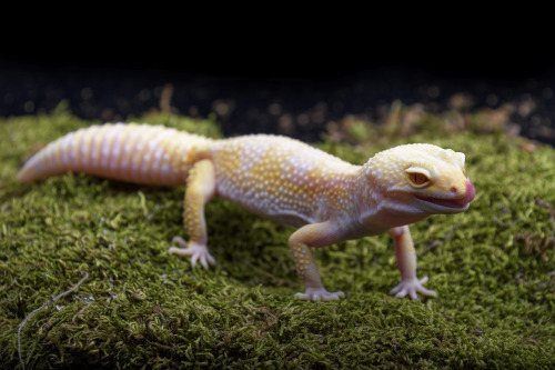 Asha (some kind of albino leopard gecko - she’s not kept on moss, this is a photographic prop)