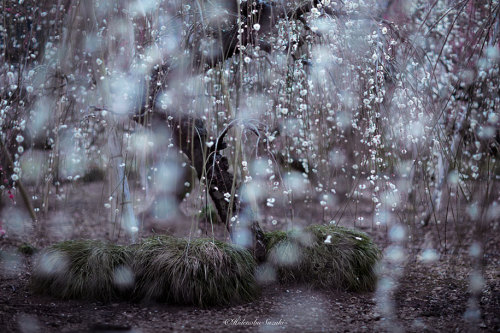 landscape-photo-graphy:The Enchanting Japanese Spring Photographed by Hidenobu Suzuki Japanese beaut