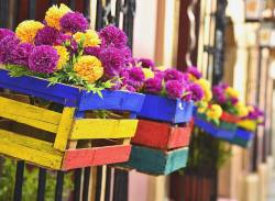 calaveramtz: Colores de en las calles de Oaxaca  #Photography #Roads #Flowers #Flowersgram #Colors #Details #Nikon #D750 #Oaxaca #México #Inspiration 