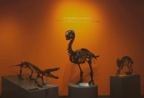 New #exhibition at my local #museum of #naturalhistory #gastornis #propaleotherium #fossil #skeletto
