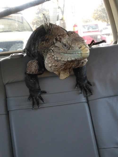 This is Brutus. He is a 20 year old male Cuban rock iguana whose owner moved to an apartment and unf