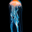 jellysfall