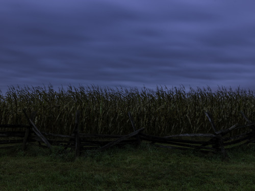 The Cornfield, Antietam