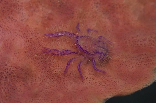 cool-critters:Lauriea siagianiLauriea siagiani is a species of squat lobster in the family Galatheid