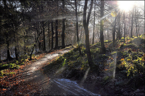 12snakes: forest light by neil1877 on Flickr.