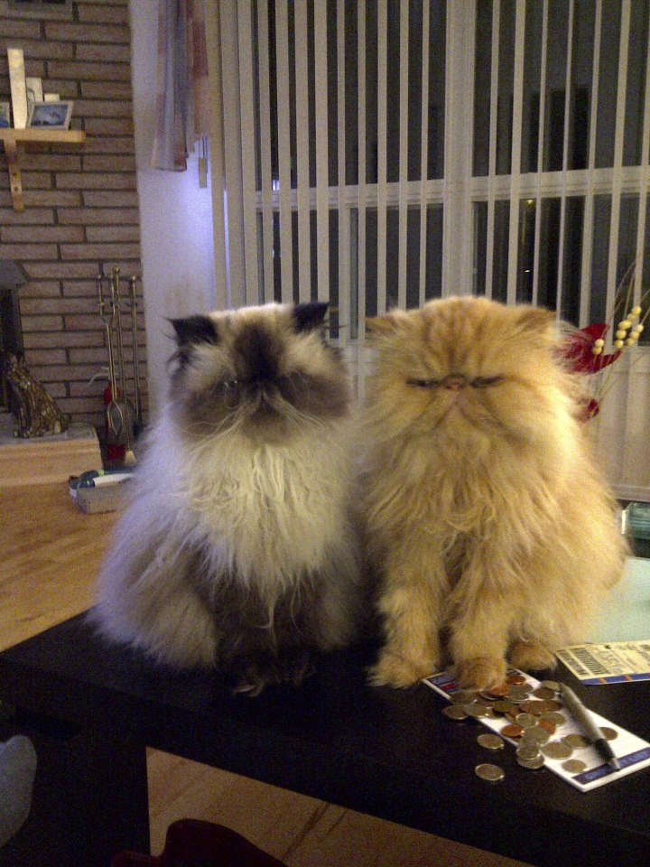 mostlycatsmostly:  It’s a 24/7 party at this house. (by Cat Hospitals) 