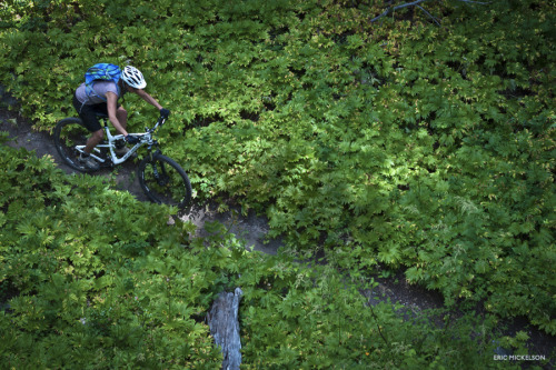 ericmickelson:  Green means go.  Methow Valley, June 2013. 