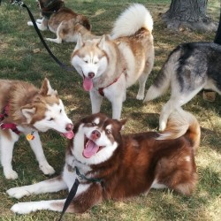 amoying:  big fun happy dog party 