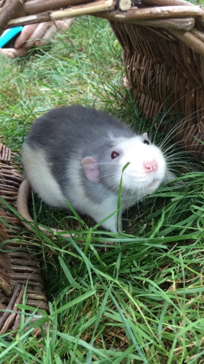 chinburd:  Harvey Dent plays in the cool grass. :) 