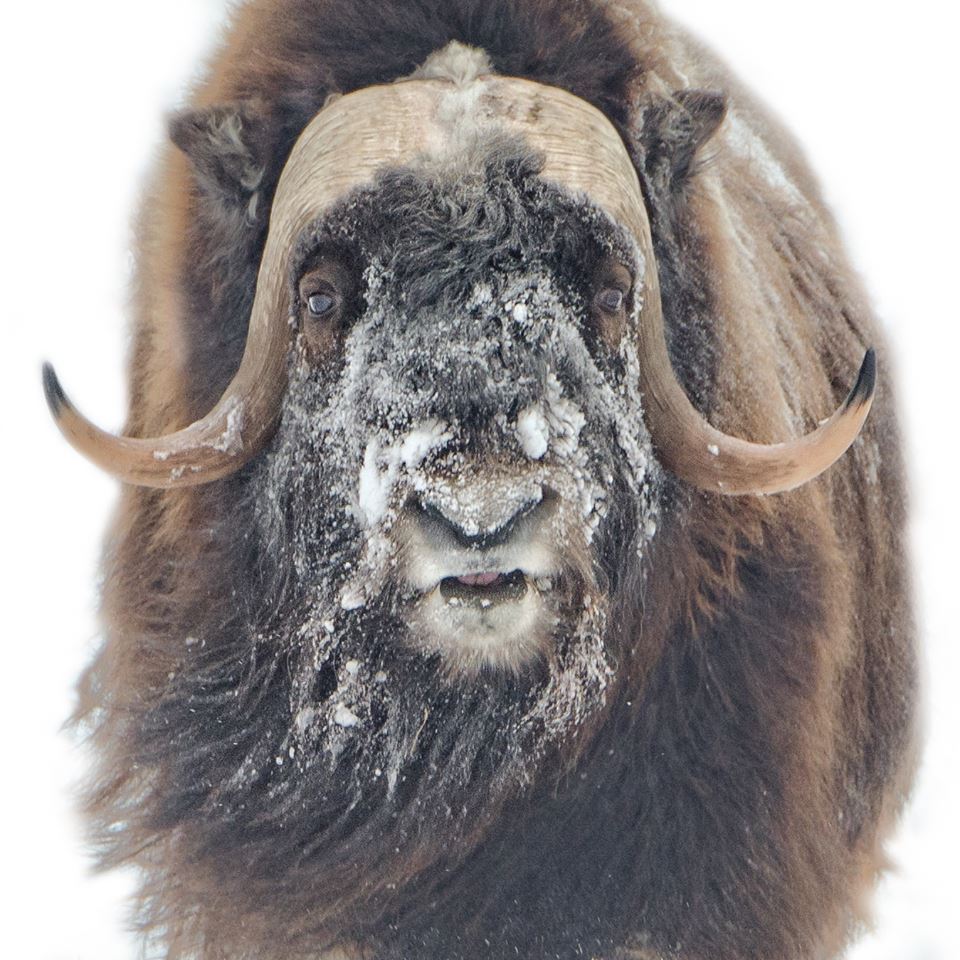 typhlonectes:   Muskox (Ovibos moschatus), Arctic tundra of Alaska  Muskoxen  bring