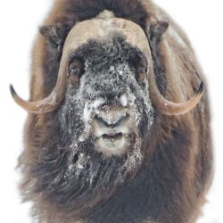 typhlonectes:   Muskox (Ovibos moschatus), Arctic tundra of Alaska  Muskoxen  bring a certain majesty to the Arctic landscape. Their shaggy coat not  only looks good, it provides insulation through frigid temperatures. In  winter these herbivores move