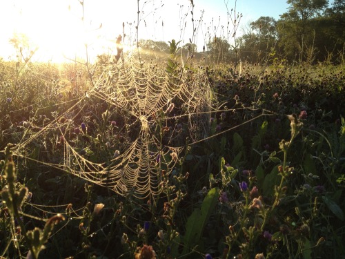 And the low-growing part of the meadow was festooned with dew drops.