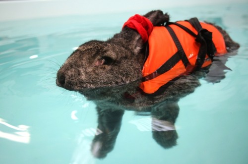 little-veganite:  mayoroffuckstickjunction:  thecuteoftheday:  Heidi the rabbit! Heidi has arthritis in her knees and hips so to help with the pain, she swims a few times a week! Sometimes she wears a scrunchie on her ears so that they don’t get wet!