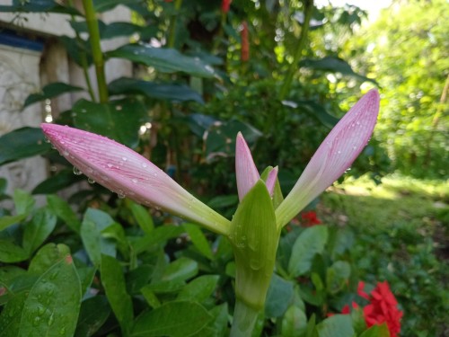 Look At What I Found In Our Garden. ()