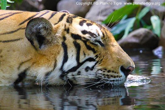 The Tiger's Purr