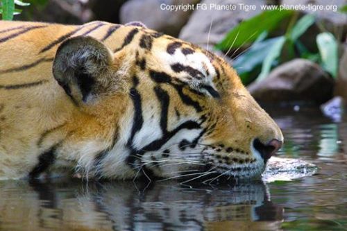 The Tiger's Purr