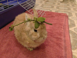 slonnaclaus:  stuffonmyrabbit:  Mistletoe