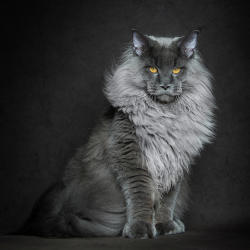 cwnerd12: littlelimpstiff14u2:   Robert Sijka  photographs Maine Coon cats and makes them look like majestic mythical beasts  The man who takes these glorious photos is Robert Sijka.   	“My passions are cats and photography, I do my best to combine