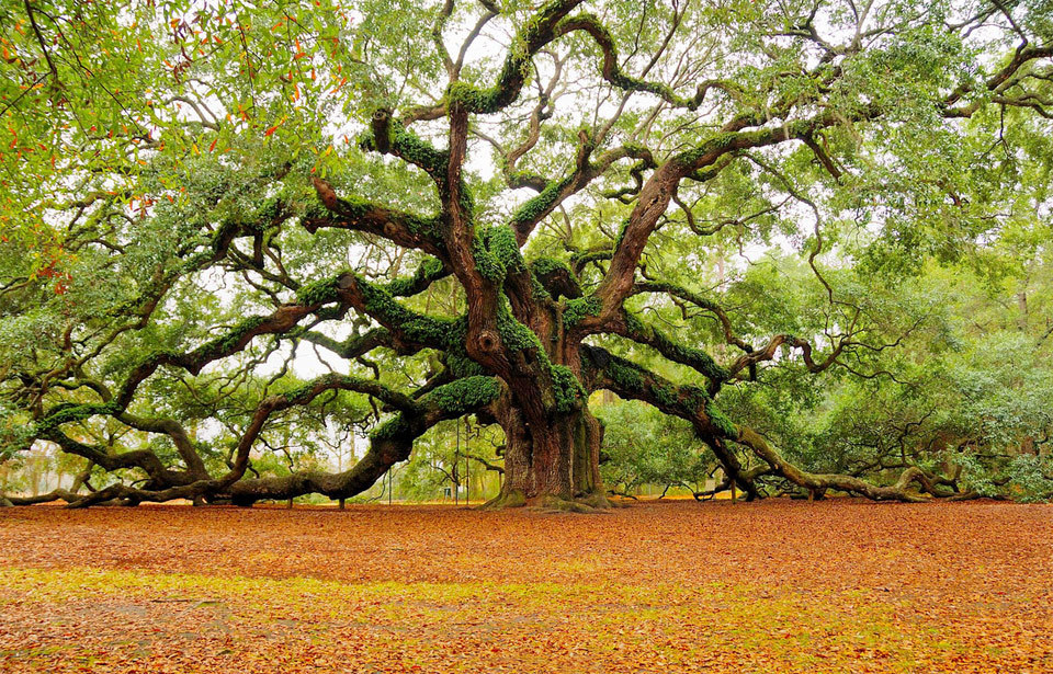 odditiesoflife:  The Most Beautiful Trees in the World Portland Japanese Garden,