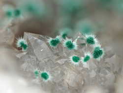 underthescopeminerals:    Malachite, Quartz   Locality:Aparis Mine, Barrancos, Barrancos, Beja District, Portugal   Malachite ‘urchins’ on quartz.  Pedro Alves’ Photo  