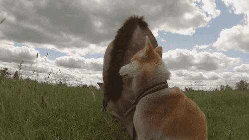 gifsboom:Video: Horse and Dog Are Best Buds
